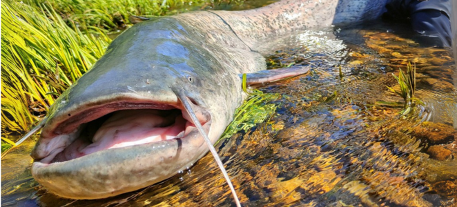 Carpmania Sporthorgász Centrum