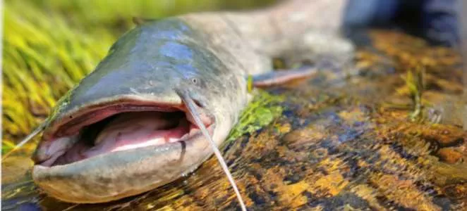 Carpmania Sporthorgász Centrum