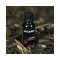 HiCarp Aniseed oil ánizs olaj 20ml
